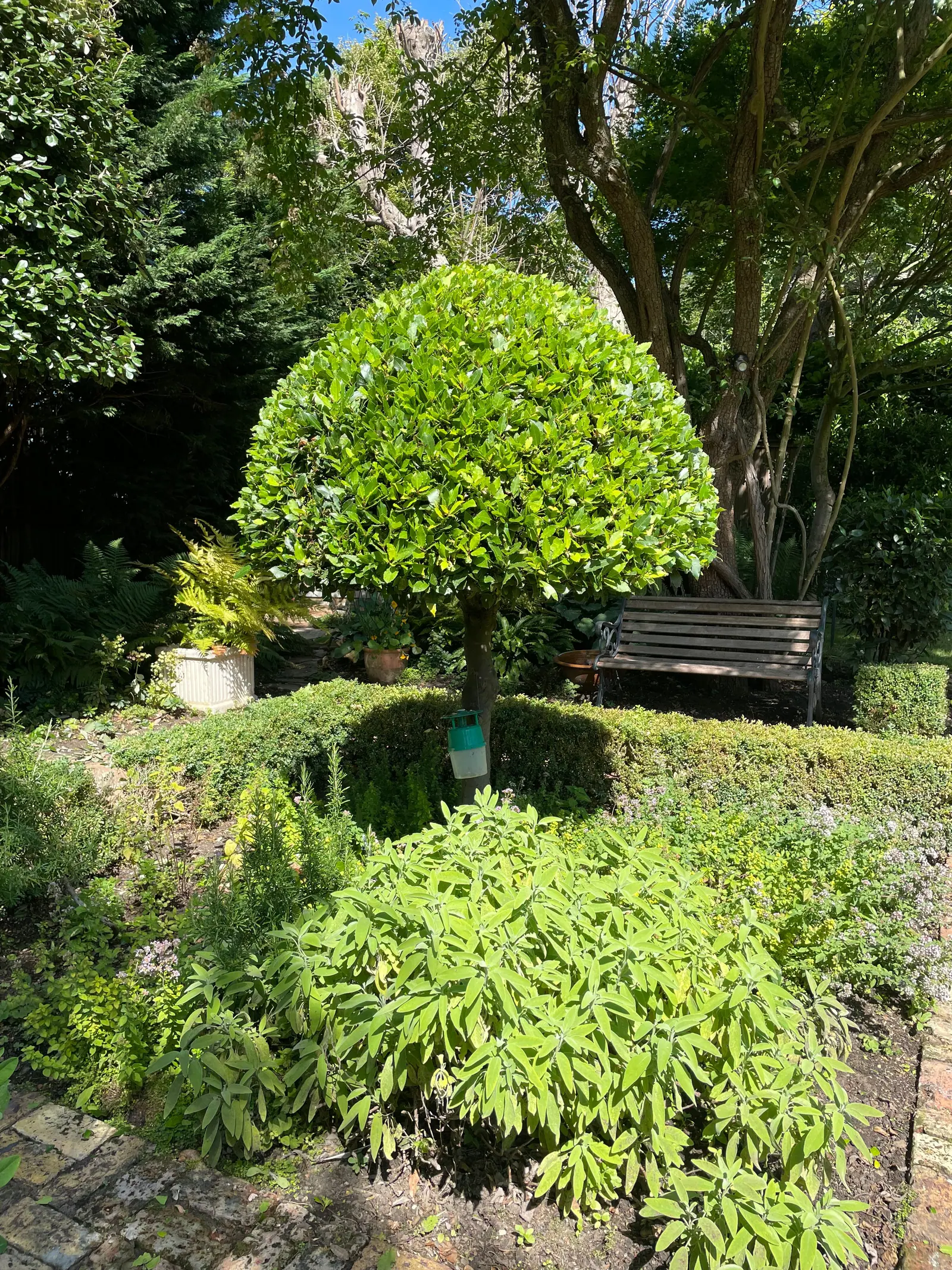 Clipped standard bay tree above a lawn with a garden bench