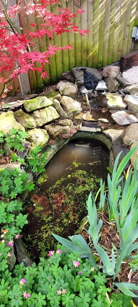 Small garden pond with a red acer and marginal planting after a tidy