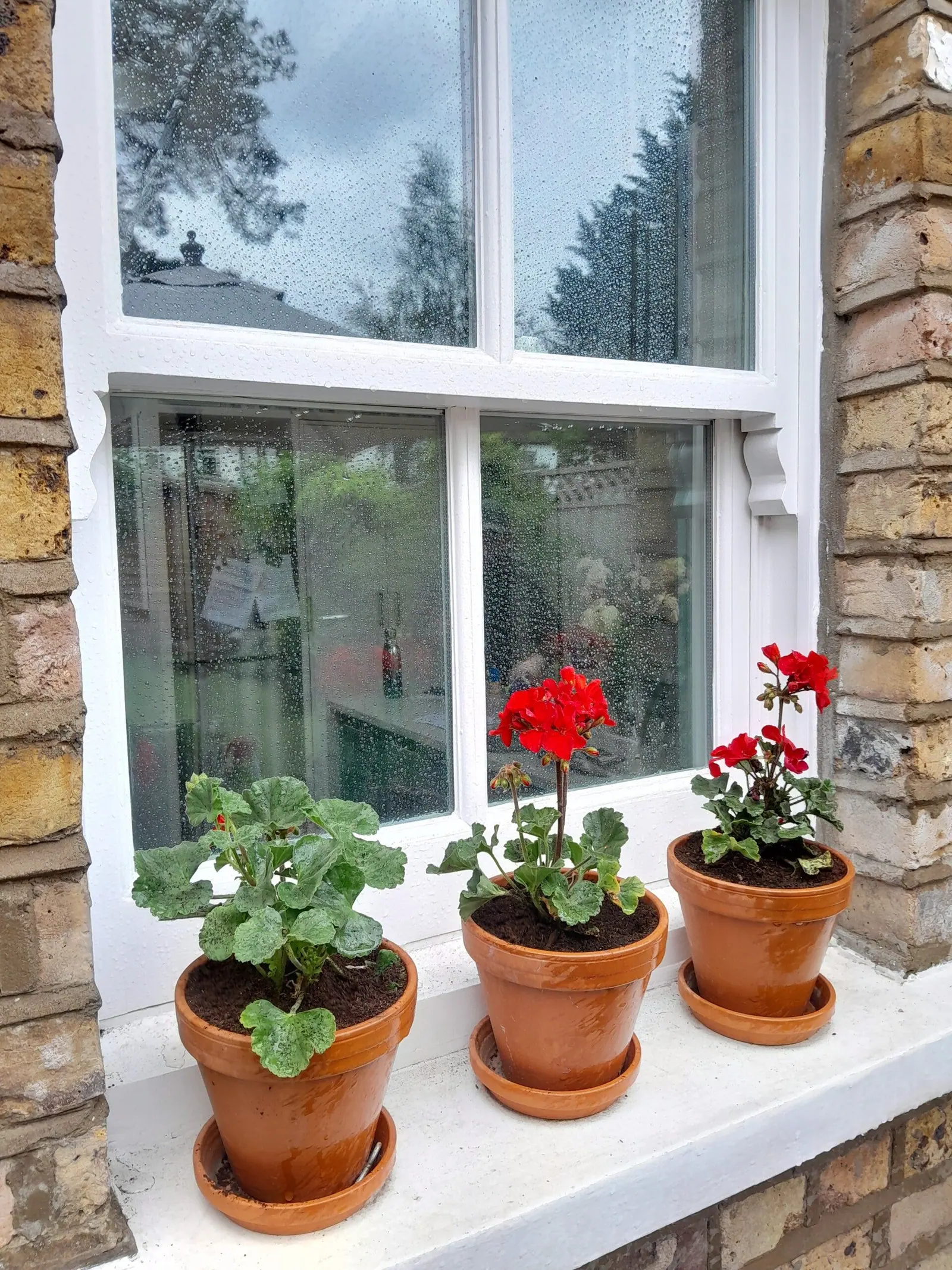 Red geraniums in terracotta pots on a windowsill