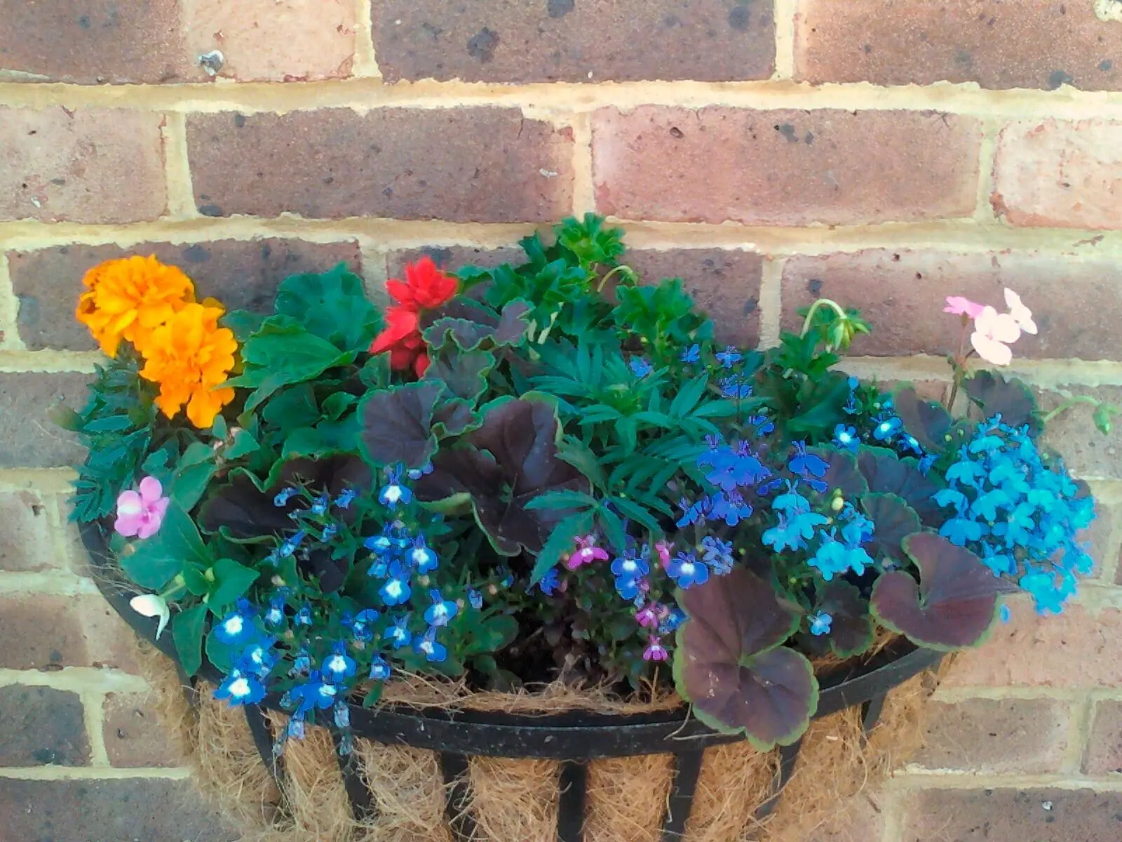 Summer hanging basket planted with lobelia, geraniums and marigolds