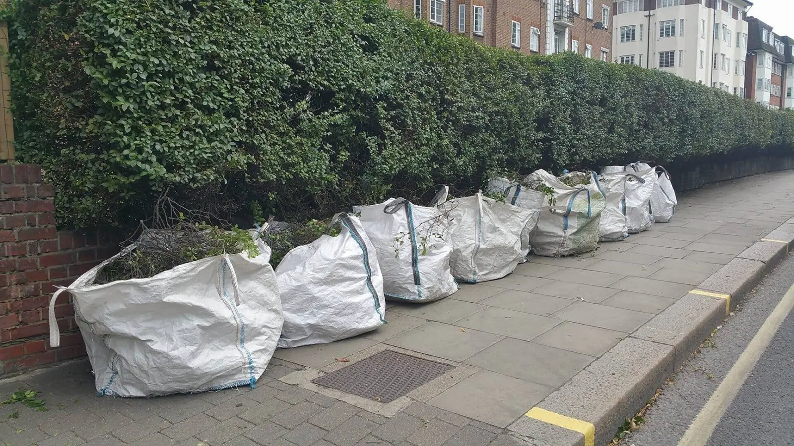 Pavement hedge trimmed straight with the cuttings bagged for removal