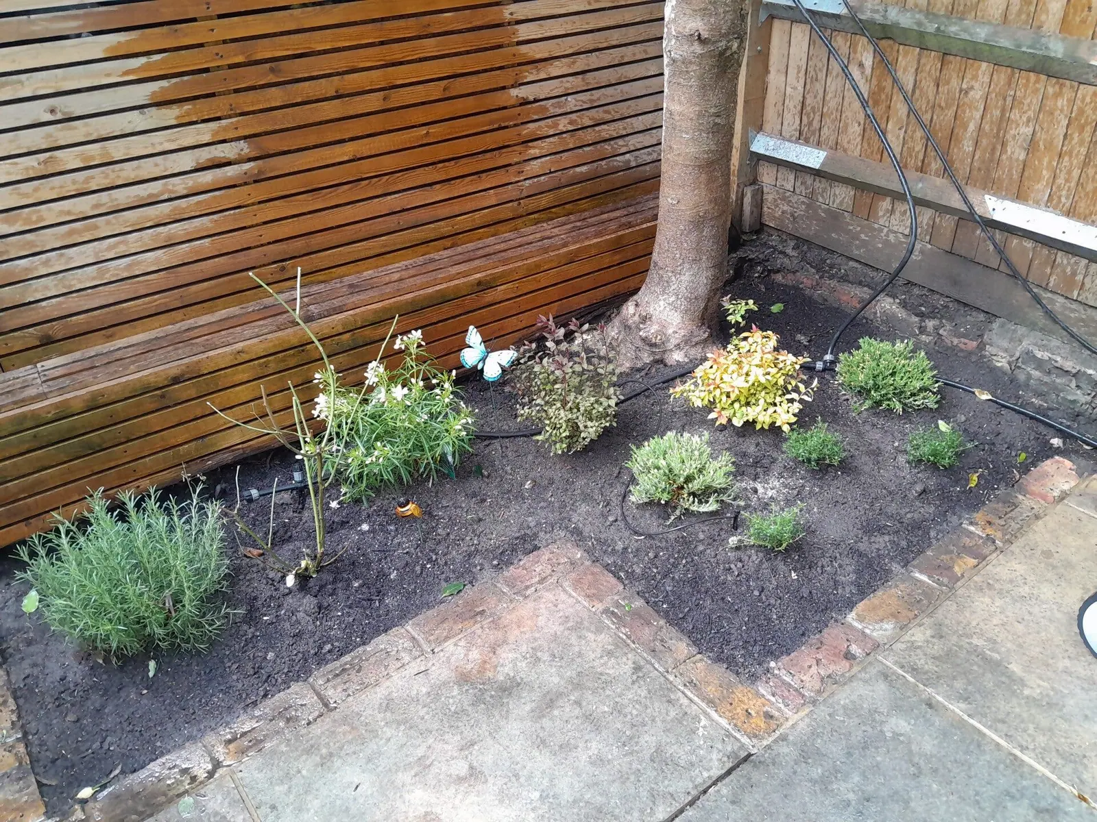 New border planted with lavender and perennials beside a slatted fence