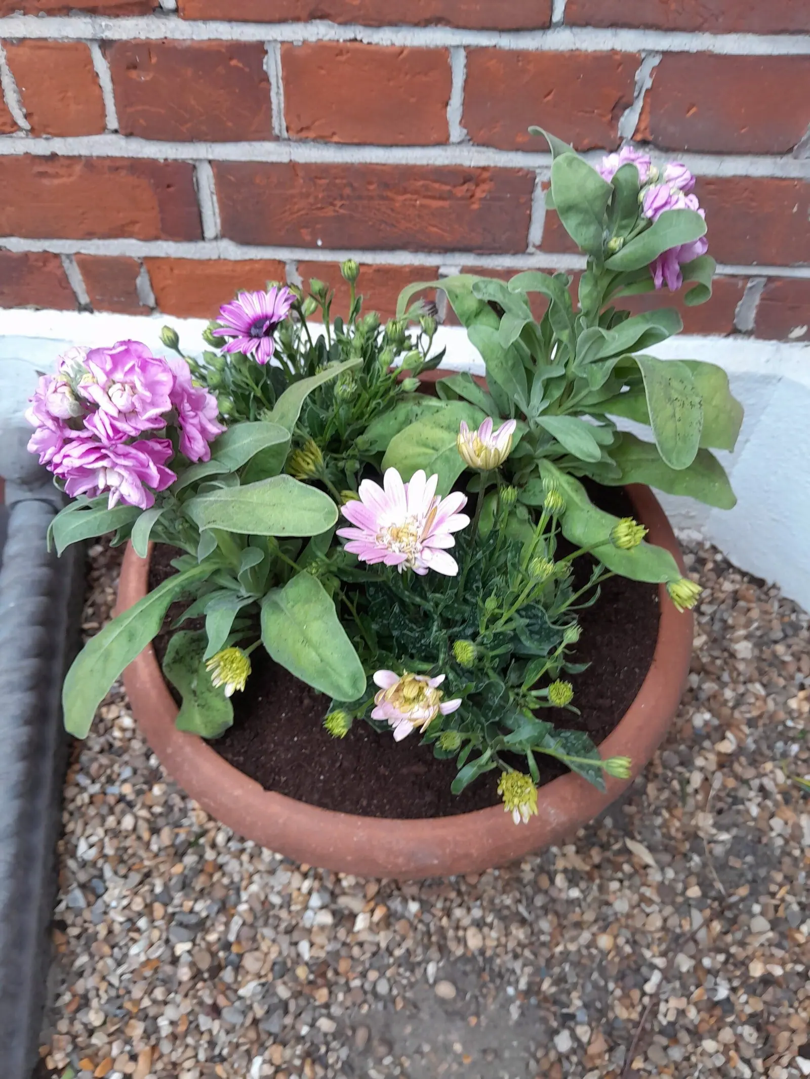 Patio pot planted with osteospermum in flower
