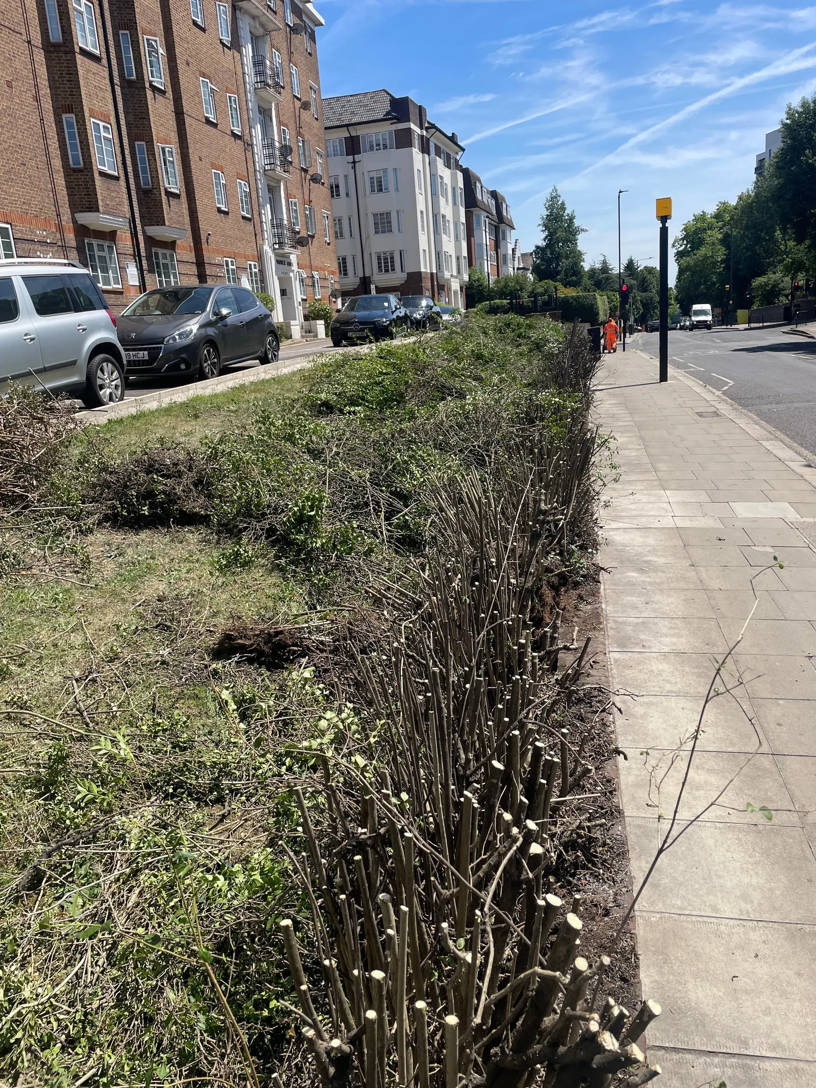 Long roadside hedge trimmed level along the pavement